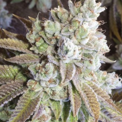 Wedding Cake 1/4 oz blessings item