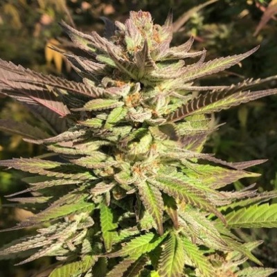 Haole Brownie 1 oz blessings item