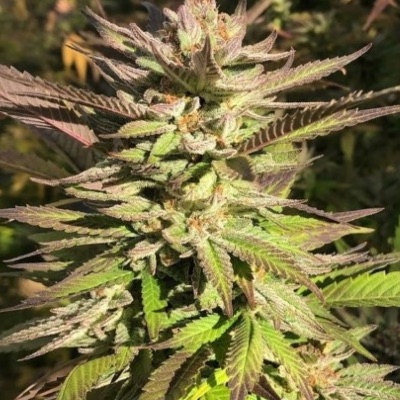 Haole Brownie 1 gram blessing item