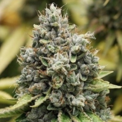 Sour Diesel 1/8 oz blessings item