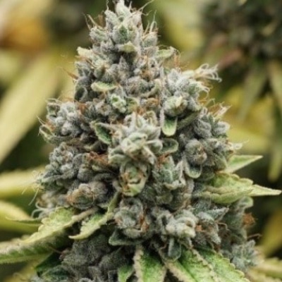 Sour Diesel 1/2 oz blessings item