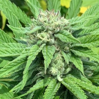 Green River (aka Citrus Sap)1/2 oz blessings item