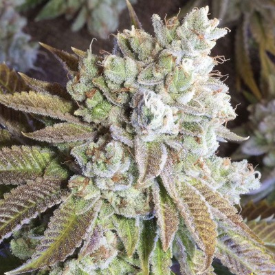 Wedding Cake 1 oz blessings item