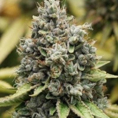 Sour Diesel 1 gram blessings item