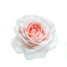 Friends of Rose Park Inc.