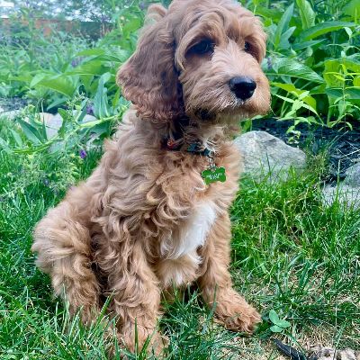 Blue Jays Tickets Fundraiser for Humphrey item