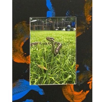 Ball Python Painting - Black Frame item