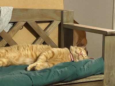 CATastrophe Upstate Rescue