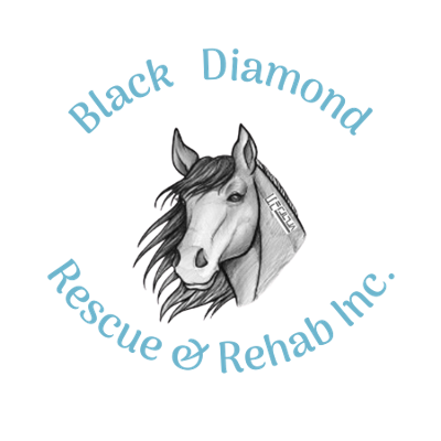 Black Diamond Rescue & Rehab Inc