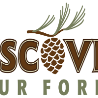 Discover Your Forest