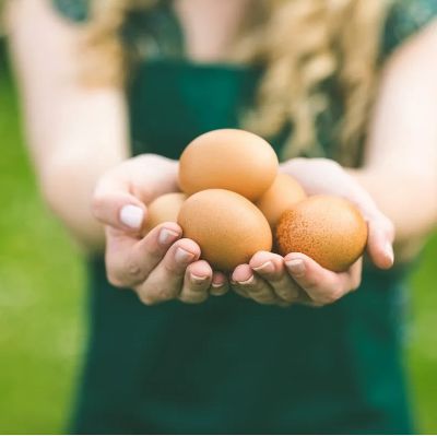 BI-WEEKLY eggs (1 dozen) FULL SEASON payment item