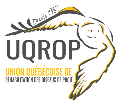 Union québécoise de réhabilitation des oiseaux de proie