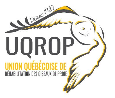Union québécoise de réhabilitation des oiseaux de proie