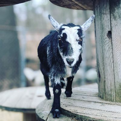 Pumpkin Wall Farm LLC