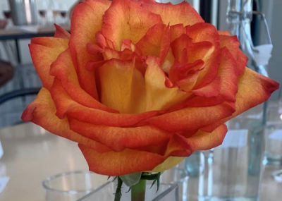 Les Dames d'Escoffier Dallas