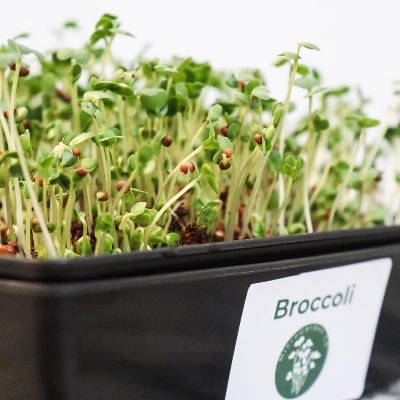 1:15pm Tiny Sprouts Workshop: Growing Little Gardeners item