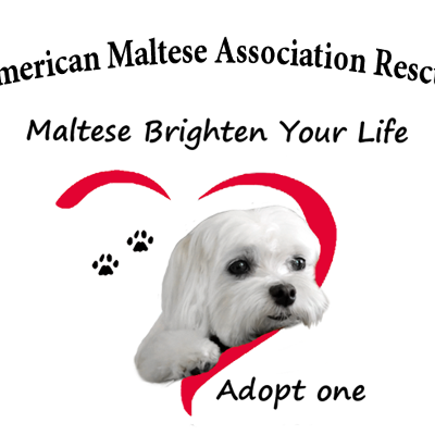 American Maltese Association Rescue