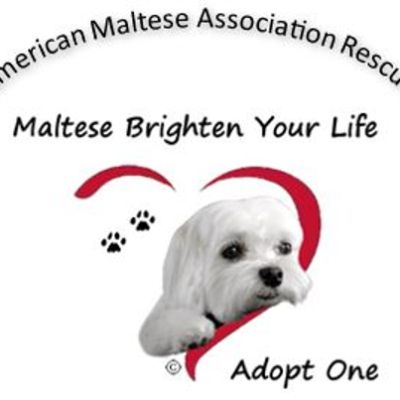 American Maltese Association Rescue
