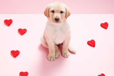 Puppy-Gram (15min) item