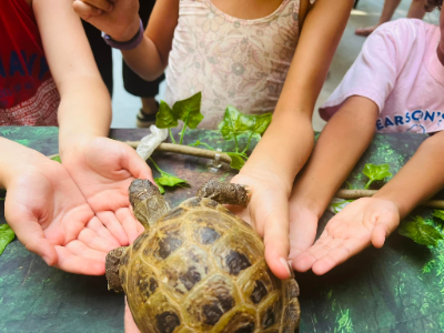 Serpentes Reptiles Serpentarium