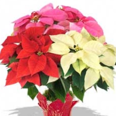 10" Poinsettia item