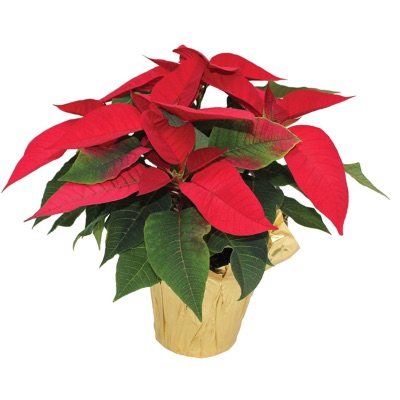 4.5" Poinsettia item