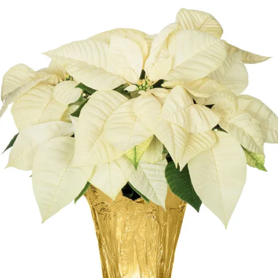 8" Poinsettia item