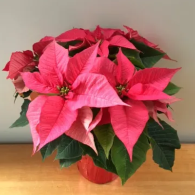 6" Poinsettia item