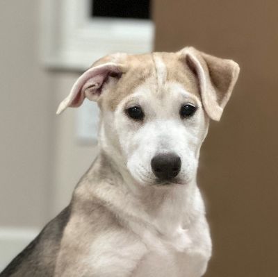 Alix Adoption Fee item