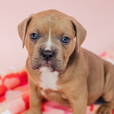 Bordeaux Adoption Fee item