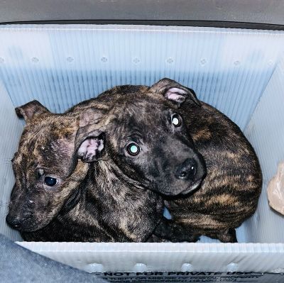 No Dogs Left Behind