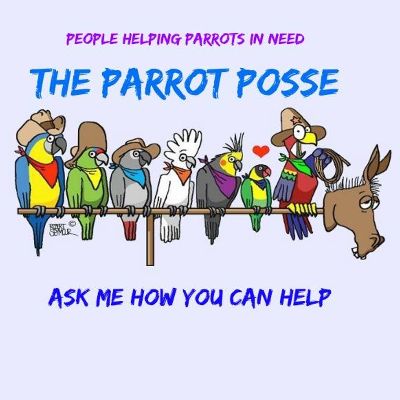 The Parrot Posse