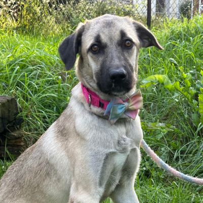 Rescue Dogs Rescue Soldiers