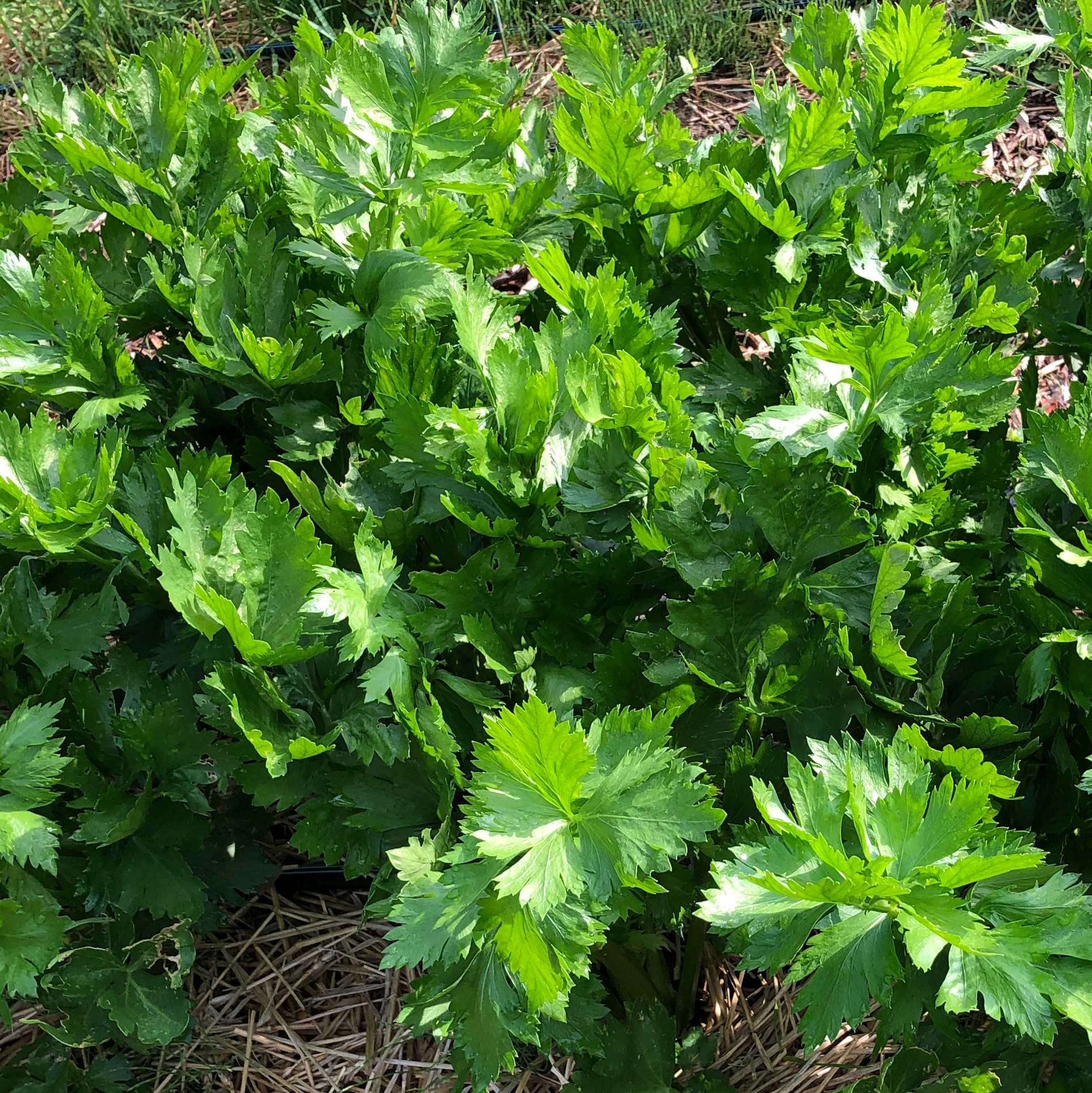 Partenaire aromates item