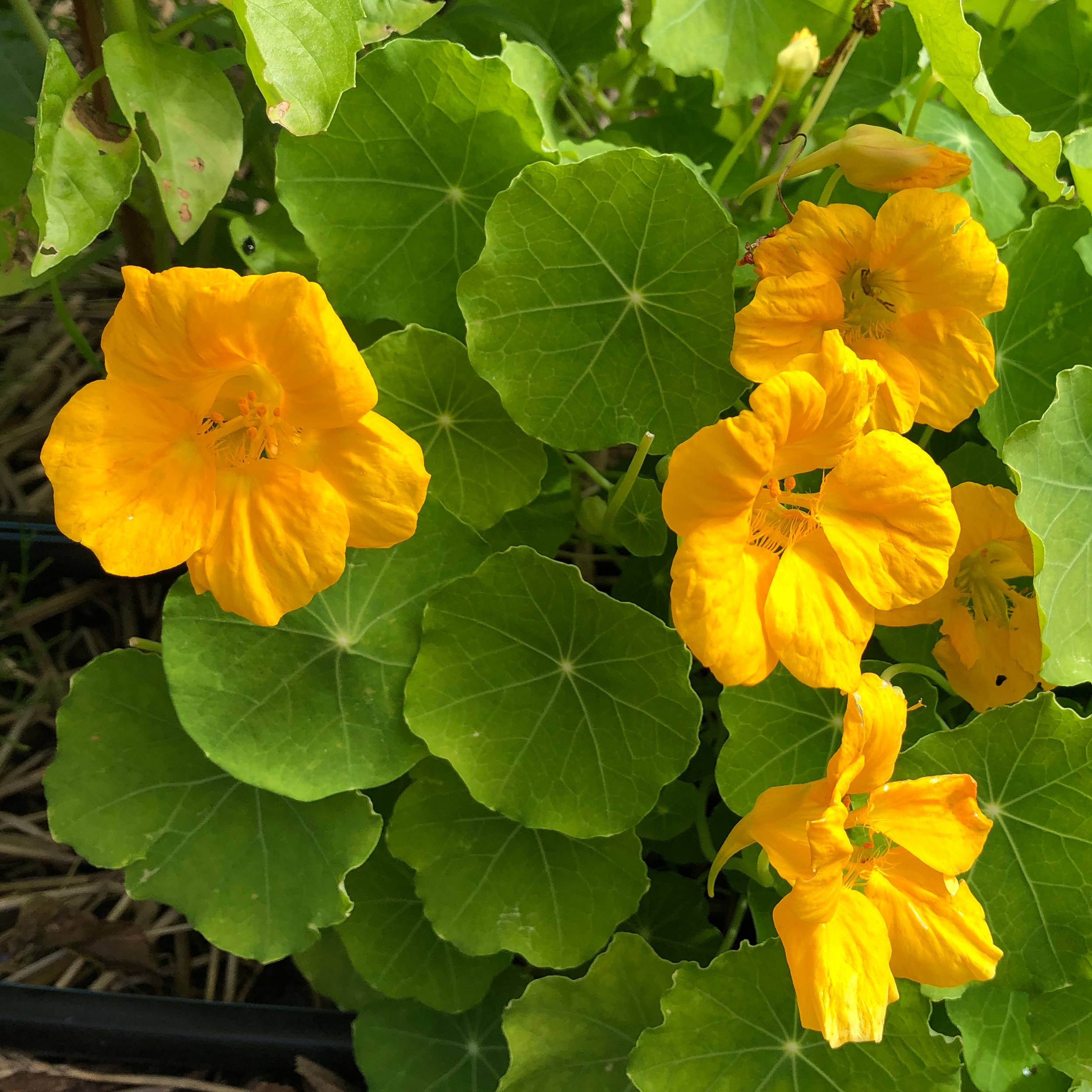 Partenaire fleurs item