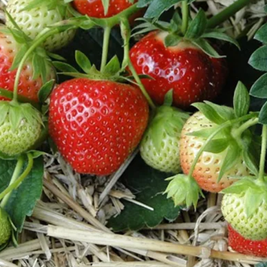 Partenaire fruits item