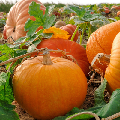 Partenaire citrouille item