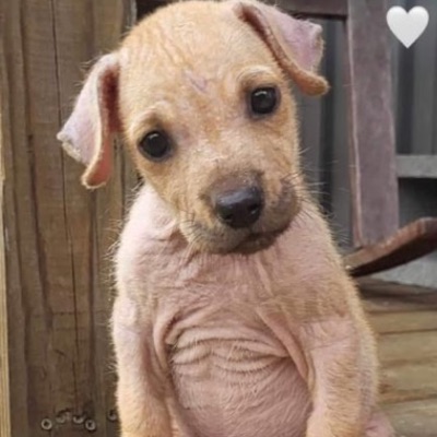 Roadside Rescue Network