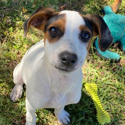 Roadside Rescue Network