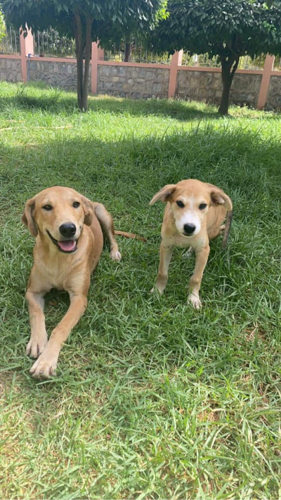 Les petits rescapés du Maroc