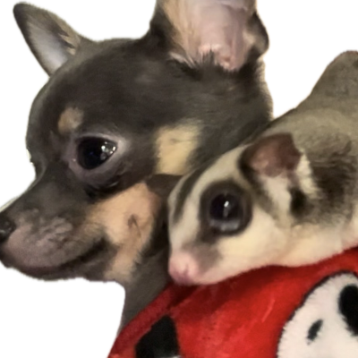 sugar glider haven, Gatineau, quebec