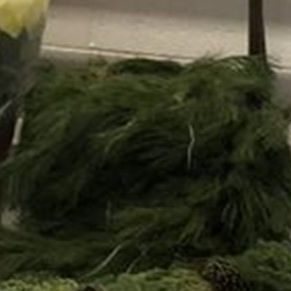 75 ft Pine Roping item