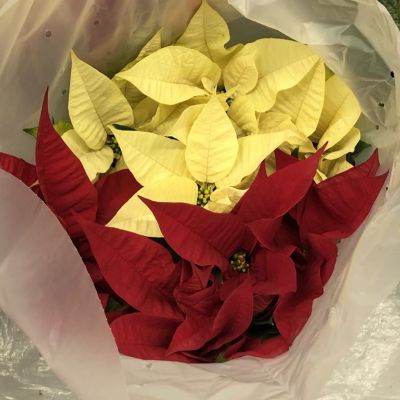 10" Red and White Combo item