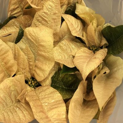 7.5" Fantasy Gold Poinsettia (white plant painted gold) item