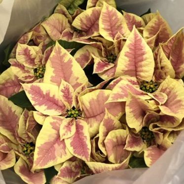 10" Pink Marble item