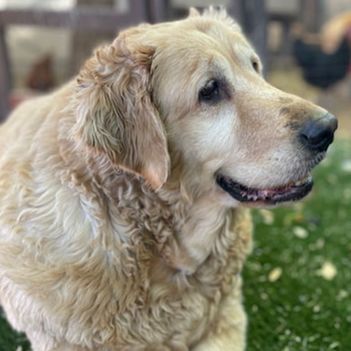 Application Fee item