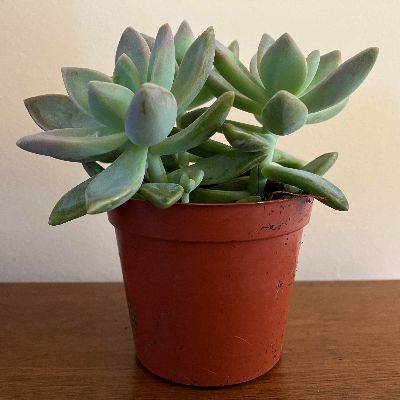 Plantes succulentes 2.5 po item