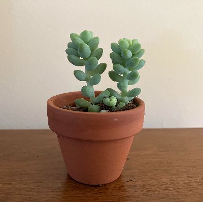 Plantes succulentes 1.5 po item