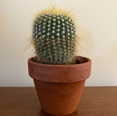 Cactus 2.5 po item