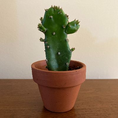 Cactus 1.5 po item